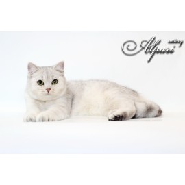 Alpari Honney